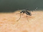 An Aedes Aegypti mosquito, which transmits the Zika, is photographed on human skin.(AFP File Photo) An Aedes Aegypti mosquito, which transmits the Zika, is photographed on human skin.(AFP File Photo)