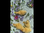 The four very adorable ducklings enjoy paddling around inside a little pool of crystal clear water.(Facebook/@MotherTheMountainFarm) The four very adorable ducklings enjoy paddling around inside a little pool of crystal clear water.(Facebook/@MotherTheMountainFarm)