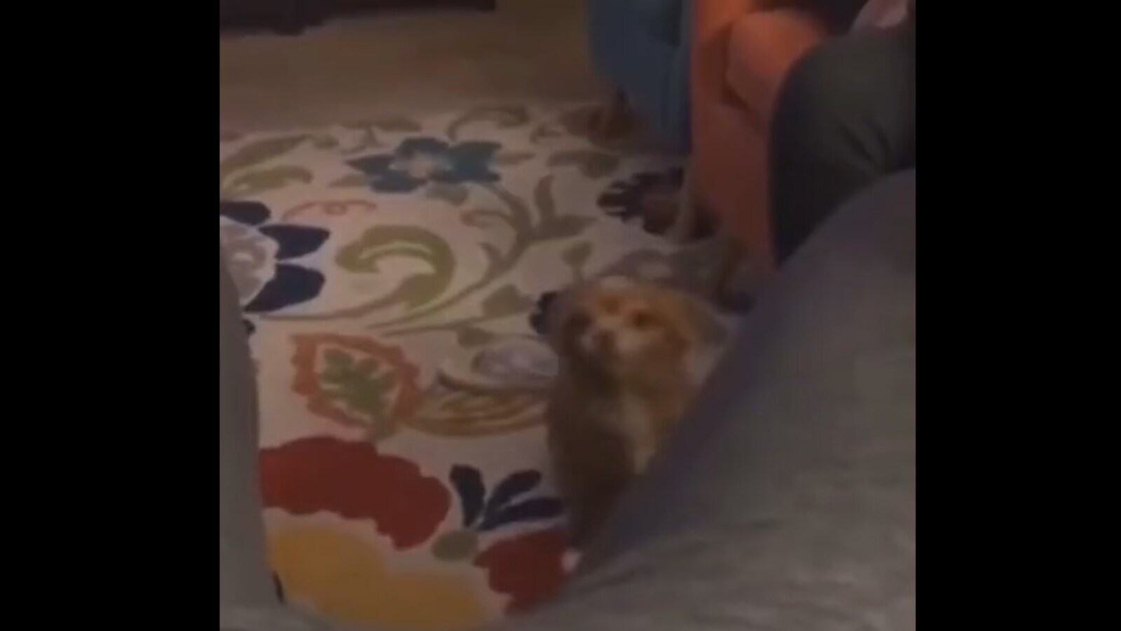 Pup plays hide and seek with its human. Watch funny video | Trending -  Hindustan Times