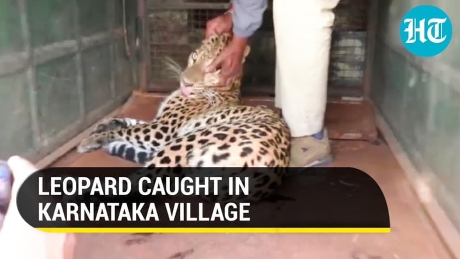 📰 கர்நாடக கிராமத்தில் சிறுத்தை, புகுந்து, வனத்துறையால் பிடிபட்டது