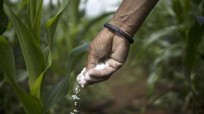 The raid on the fake fertiliser godown was conducted after a survey carried out by two Ludhiana Punjab Agricultural University experts who highlighted wasteful use of pesticides, fungicides and biofertiliser insecticides on mature paddy crops. (Bloomberg)