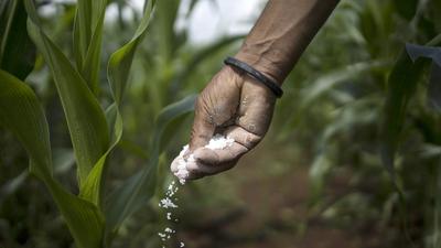 A farmer fertilizes a crop at a farm in Guna, Madhya Pradesh, India. The country is facing a new farming crisis due to a fertiliser crunch ahead of the winter sowing season. (Bloomberg/File) A farmer fertilizes a crop at a farm in Guna, Madhya Pradesh, India. The country is facing a new farming crisis due to a fertiliser crunch ahead of the winter sowing season. (Bloomberg/File)