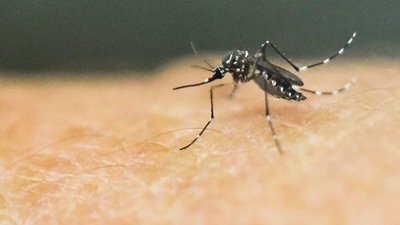 An Aedes Aegypti mosquito, which transmits the Zika, is photographed on human skin. (AFP File Photo) An Aedes Aegypti mosquito, which transmits the Zika, is photographed on human skin. (AFP File Photo)