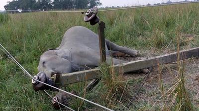 The domesticated elephant, Oiravt, which died due to electrocution at Kaziranga National Park in Assam on Monday. (Photo: Kaziranga National Park.) The domesticated elephant, Oiravt, which died due to electrocution at Kaziranga National Park in Assam on Monday. (Photo: Kaziranga National Park.)