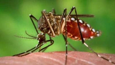 Besides this, Ludhiana also has 2,397 suspected dengue cases. (Arvind Yadav/HT PHOTO)