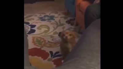 Pup plays hide and seek with its human. Screengrab Pup plays hide and seek with its human. Screengrab