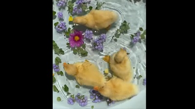 The four very adorable ducklings enjoy paddling around inside a little pool of crystal clear water. (Facebook/@MotherTheMountainFarm) The four very adorable ducklings enjoy paddling around inside a little pool of crystal clear water. (Facebook/@MotherTheMountainFarm)