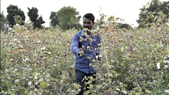 Cotton farmers said the pest attack had caused severe damage to the standing crop in Bathinda, Mansa and other districts. (HT Photo)