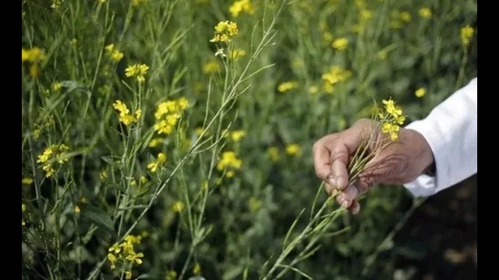 Farmers alleged that the government has failed to provide them sufficient quantities of DAP and farmers are struggling to start mustard cultivation. (HT File)