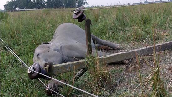 The domesticated elephant, Oiravt, which died due to electrocution at Kaziranga National Park in Assam on Monday. (Photo: Kaziranga National Park.)