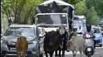 Stray cattle disrupting the flow of traffic in Jamalpur area in Ludhiana. (Gurpreet Singh/HT) Stray cattle disrupting the flow of traffic in Jamalpur area in Ludhiana. (Gurpreet Singh/HT)