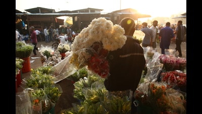 Situated on the outskirts of the Capital, Ghazipur flower market is known for its variety of blooms such as white chrysanthemums (guldavri), roses, marigolds, carnations and glides. (Photo: Raajessh Kashyap/HT) Situated on the outskirts of the Capital, Ghazipur flower market is known for its variety of blooms such as white chrysanthemums (guldavri), roses, marigolds, carnations and glides. (Photo: Raajessh Kashyap/HT)
