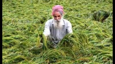 ‘Kisan Samman Diwas’ will be celebrated at the state, district and development block levels (Pic for representation) ‘Kisan Samman Diwas’ will be celebrated at the state, district and development block levels (Pic for representation)