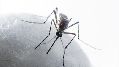 Ambala district reported the highest single-day spike in dengue cases this season, as 25 cases were confirmed on Tuesday. (HT PHOTO)