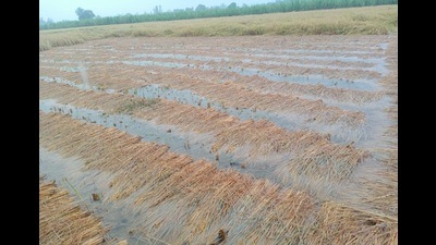 A flooded field in Lakhimpur Kheri in Uttar Pradesh. (HT FILE PHOTO)