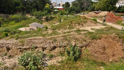 The medicinal plants that have taken root at the Kamala Nehru Park on Bhandarkar road include Cymbopogon flexuosus, aka Lemon Grass; Withania Somnifera or Indian Ginseng; and Chrysopogon Zizaniodes, or Khas, among others. The plantation is spread over 2,000 sq feet . (REPRESENTATIVE PHOTO) The medicinal plants that have taken root at the Kamala Nehru Park on Bhandarkar road include Cymbopogon flexuosus, aka Lemon Grass; Withania Somnifera or Indian Ginseng; and Chrysopogon Zizaniodes, or Khas, among others. The plantation is spread over 2,000 sq feet . (REPRESENTATIVE PHOTO)