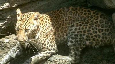 A man was injured after he was attacked by a leopard on Tuesday morning in Gosavi Vasti, Hadapsar, forest officials confirmed. (REPRESENTATIVE PHOTO) A man was injured after he was attacked by a leopard on Tuesday morning in Gosavi Vasti, Hadapsar, forest officials confirmed. (REPRESENTATIVE PHOTO)