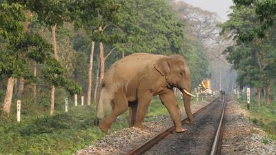 Railways are not under the Environment Impact Assessment (EIA) regime, and highways are often presented as broken up or disconnected projects to escape EIAs (Shutterstock) Railways are not under the Environment Impact Assessment (EIA) regime, and highways are often presented as broken up or disconnected projects to escape EIAs (Shutterstock)