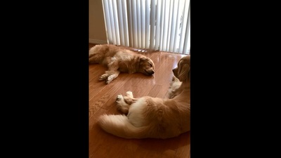 The image shows the dog siblings. (Instagram/@goldengirl_xena)