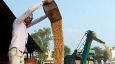Punjab, Oct 03 (ANI): Workers collect the dried paddy at a grain market, in Patiala on Saturday. (ANI Photo) (ANI)