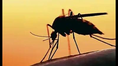 The team collected 12 mosquitoes and larvae samples from 12 houses in the area and sent them for genetic testing to the SGPGI (Lucknow) (Pic for representation) The team collected 12 mosquitoes and larvae samples from 12 houses in the area and sent them for genetic testing to the SGPGI (Lucknow) (Pic for representation)