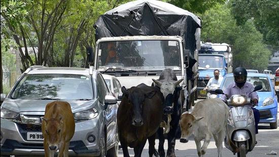 Stray cattle disrupting the flow of traffic in Jamalpur area in Ludhiana. (Gurpreet Singh/HT) Stray cattle disrupting the flow of traffic in Jamalpur area in Ludhiana. (Gurpreet Singh/HT)