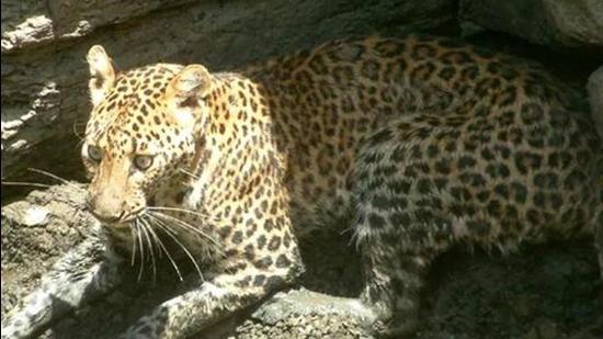 A man was injured after he was attacked by a leopard on Tuesday morning in Gosavi Vasti, Hadapsar, forest officials confirmed. (REPRESENTATIVE PHOTO)