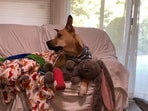 Adorable dog with broken paw watches cartoon on TV(Reddit/@uCinema104)