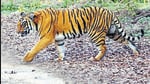 Lawyer and wildlife activist Gaurav Bansal said NTCA earlier looked into complaints of illegal construction, felling of trees and construction of approach roads in the tiger reserve on orders of the Delhi high court. (HT file photo)