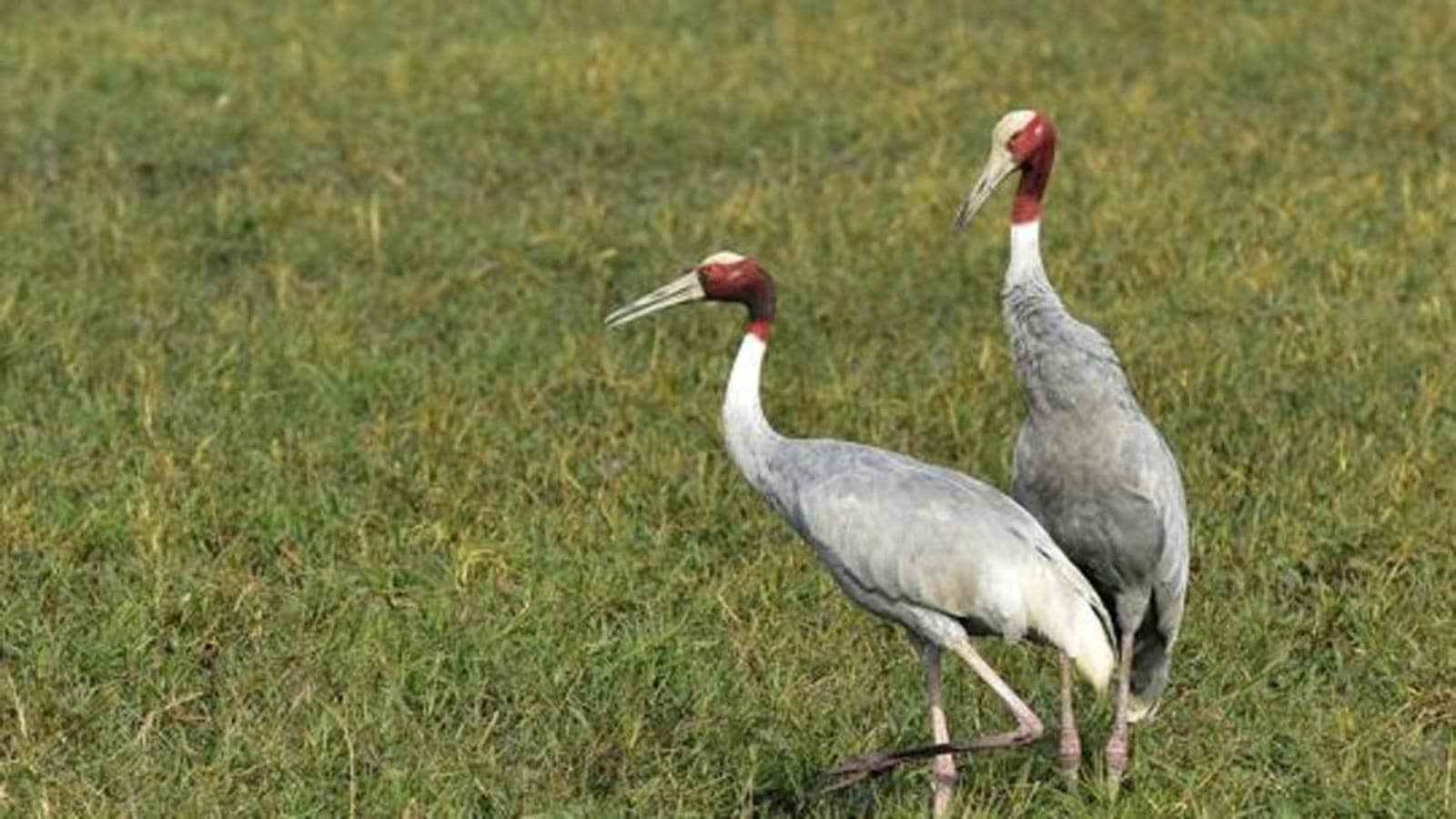 Yeida starts cleaning Dhanauri wetland ahead of arrival of migratory ...