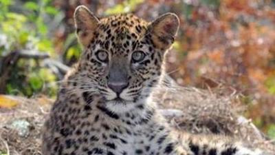 While the number of deceased in Junnar has been restricted to one per year since 2015, barring 2018, when there were two deaths, and 2020 when there were no deaths, the livestock in the area has seen an increased threat over the years. (REPRESENTATIVE PHOTO) While the number of deceased in Junnar has been restricted to one per year since 2015, barring 2018, when there were two deaths, and 2020 when there were no deaths, the livestock in the area has seen an increased threat over the years. (REPRESENTATIVE PHOTO)