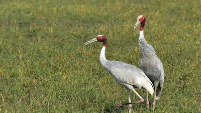 In September, maximum Sarus cranes (84) were found in Dhanauri out of the 170 spotted in Gautam Budh Nagar district despite the wetland running dry in April due to lack of upkeep and heat (HT Archive) In September, maximum Sarus cranes (84) were found in Dhanauri out of the 170 spotted in Gautam Budh Nagar district despite the wetland running dry in April due to lack of upkeep and heat (HT Archive)