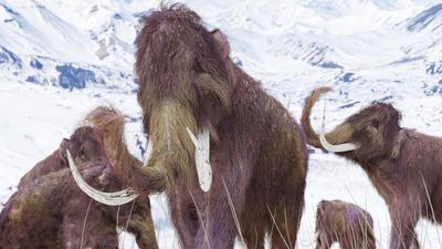 Can we ensure that any mammoth-like elephants that are introduced will not die out rapidly due to the current crisis? (Getty Images/iStockphoto)