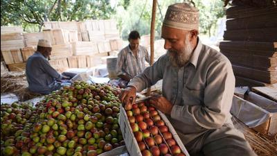 During the apple festival, big buyers and entrepreneurs will come to Srinagar and will directly speak to growers and cold store owners. Growers from all districts of Kashmir have been invited for the festival. (HT File) During the apple festival, big buyers and entrepreneurs will come to Srinagar and will directly speak to growers and cold store owners. Growers from all districts of Kashmir have been invited for the festival. (HT File)