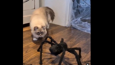 Cats Toby and Mr Mika meet a ‘giant spider’. (Instagram/@timo_the_ragdoll_cat) Cats Toby and Mr Mika meet a ‘giant spider’. (Instagram/@timo_the_ragdoll_cat)