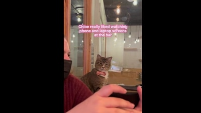 Chloe the cat wears a cute little bow and looks at videos on cafe visitors' phones. (instagram/@neko.cat.cafe) Chloe the cat wears a cute little bow and looks at videos on cafe visitors' phones. (instagram/@neko.cat.cafe)