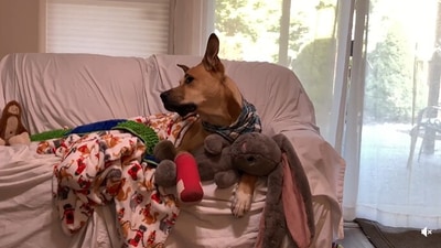 Adorable dog with broken paw watches cartoon on TV (Reddit/@uCinema104)