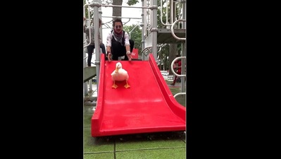 Wrinkle the duck slides down a makeshift water slide. (instagram/@seducktive) Wrinkle the duck slides down a makeshift water slide. (instagram/@seducktive)