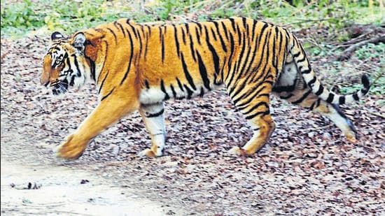 Lawyer and wildlife activist Gaurav Bansal said NTCA earlier looked into complaints of illegal construction, felling of trees and construction of approach roads in the tiger reserve on orders of the Delhi high court. (HT file photo)