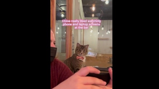 Cat loves to watch videos on people's phones when they visit this cafe ...