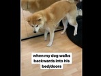 Haku the Akita Inu dog is seen walking backwards through doors and to his bed.(instagram/@pickyprince_haku) Haku the Akita Inu dog is seen walking backwards through doors and to his bed.(instagram/@pickyprince_haku)