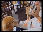 Cat looks at dog, learns and practises what to do to get a treat from their human.(reddit/@Working_Letter_4892) Cat looks at dog, learns and practises what to do to get a treat from their human.(reddit/@Working_Letter_4892)