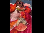 The dachshund and a hedgehog friend enjoy some watermelon while floating around in a pool.(instagram/@mylesandwillows) The dachshund and a hedgehog friend enjoy some watermelon while floating around in a pool.(instagram/@mylesandwillows)