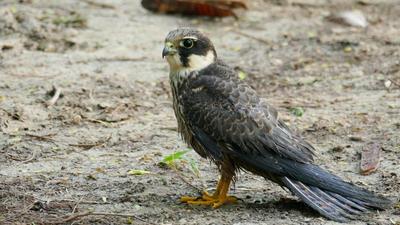 Falcon caught in manjha rescued in Okhla, police help to sought fight menace