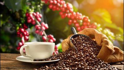 Enterprising Anglo-Indians William Sundt and William Webbe who had well-cultivated gardens in Mudhwa and Hadapsar in Poona (Pune) turned their attention to the cultivation of the coffee plant. (Shutterstock (PIC FOR REPRESENTATION)) Enterprising Anglo-Indians William Sundt and William Webbe who had well-cultivated gardens in Mudhwa and Hadapsar in Poona (Pune) turned their attention to the cultivation of the coffee plant. (Shutterstock (PIC FOR REPRESENTATION))