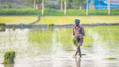 In the last Rabi season, the state government had procured 9.2 million tonnes of paddy, and this Kharif, another 5.5 million tonnes of paddy is being procured. (Bloomberg/Representative use) In the last Rabi season, the state government had procured 9.2 million tonnes of paddy, and this Kharif, another 5.5 million tonnes of paddy is being procured. (Bloomberg/Representative use)