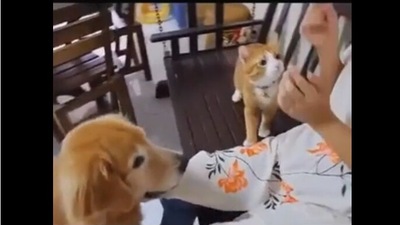 Cat looks at dog, learns and practises what to do to get a treat from their human. (reddit/@Working_Letter_4892) Cat looks at dog, learns and practises what to do to get a treat from their human. (reddit/@Working_Letter_4892)