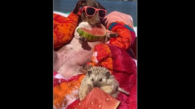 The dachshund and a hedgehog friend enjoy some watermelon while floating around in a pool. (instagram/@mylesandwillows) The dachshund and a hedgehog friend enjoy some watermelon while floating around in a pool. (instagram/@mylesandwillows)