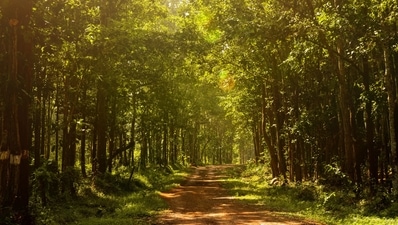 The authorities of Similipal National Park have decided to open Asia's second-largest biosphere reserve for public from November 1, an official notification said. (Unsplash) The authorities of Similipal National Park have decided to open Asia's second-largest biosphere reserve for public from November 1, an official notification said. (Unsplash)