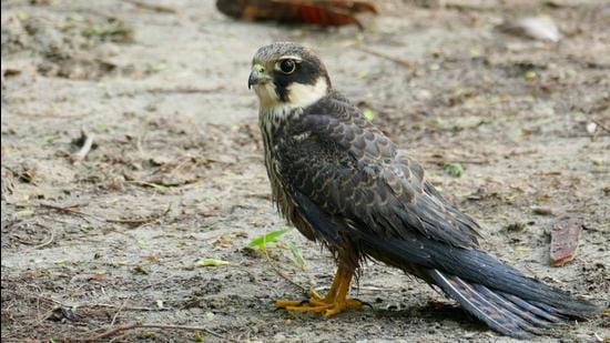 Falcon caught in manjha rescued in Okhla, police help to sought fight menace
